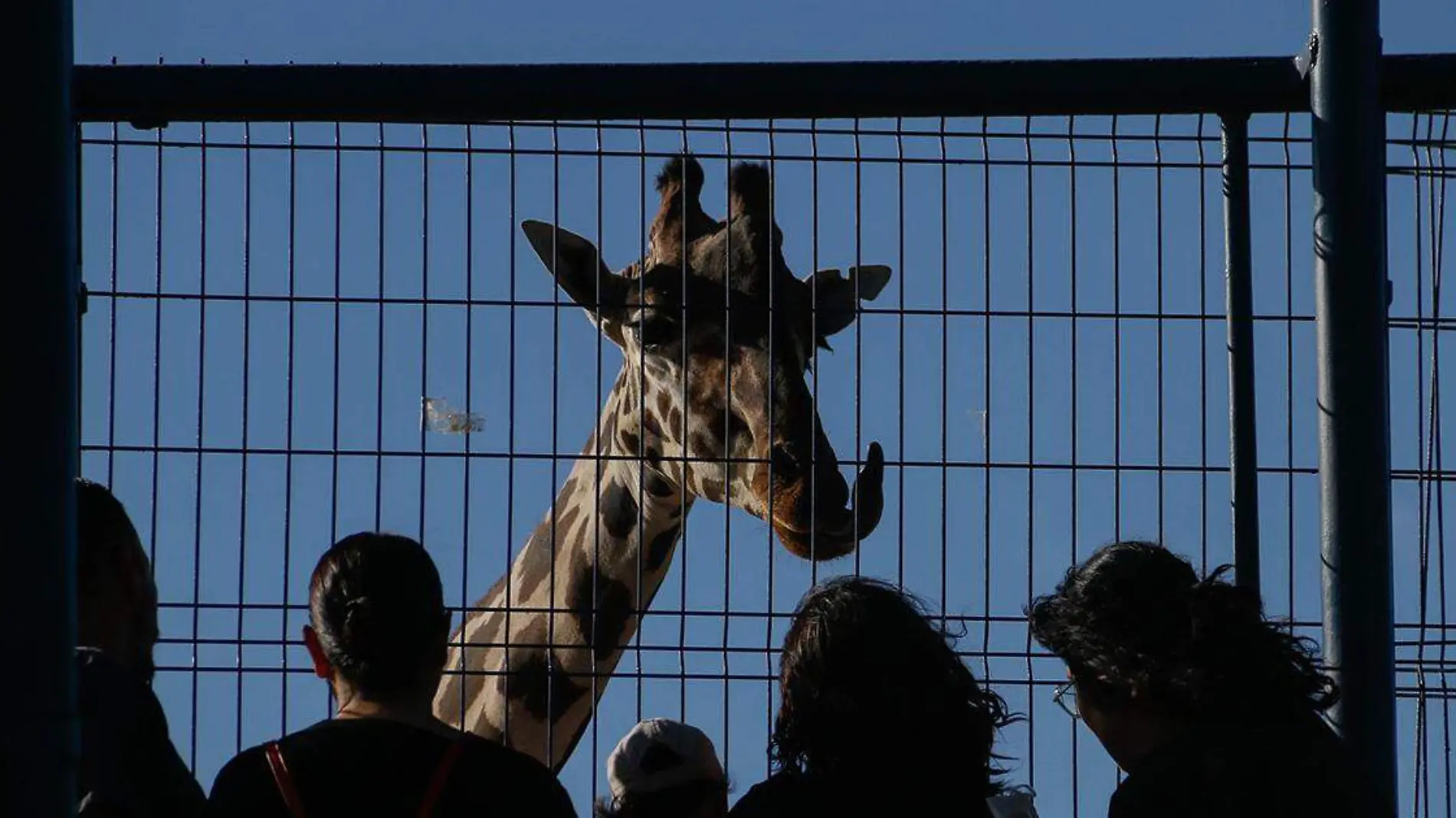 El caso de la jirafa ‘Benito’ puso en evidencia la fala de normativas en México enfocadas en la protección de los animales